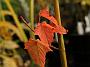 Acer cappillipes Herbst